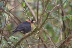 Turdus rufitorques