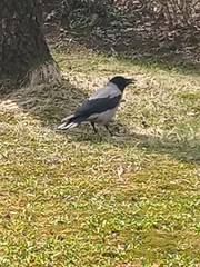 Corvus cornix