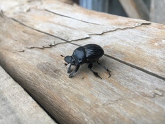 Homocopris torulosus