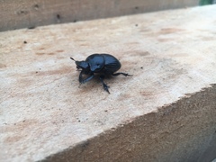 Homocopris torulosus