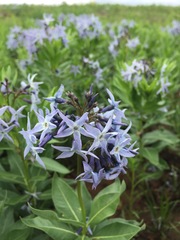 Amsonia ciliata texana