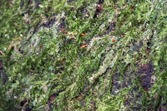 Calomnion complanatum