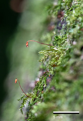 Calomnion complanatum