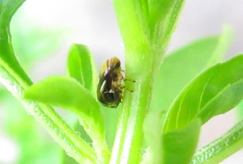 Clastopteridae