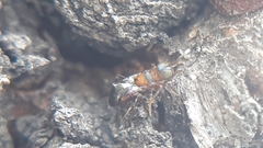 Diversinervus