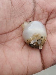 Molgula manhattensis