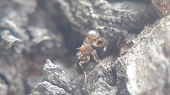 Diversinervus