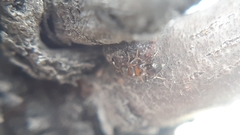 Diversinervus
