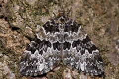 Electrophaes corylata