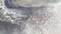 Diversinervus
