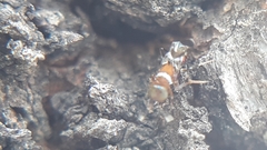 Diversinervus