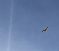 Buteo jamaicensis