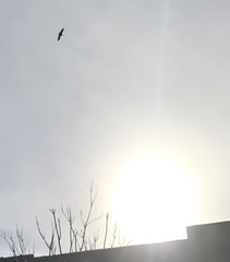 Buteo jamaicensis