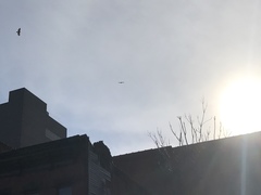 Buteo jamaicensis
