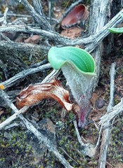 Eriospermum pubescens