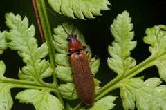 Denticollis linearis