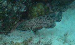 Cephalopholis cruentata