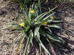 Hypoxis villosa