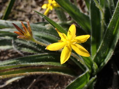 Hypoxis villosa