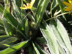 Hypoxis villosa