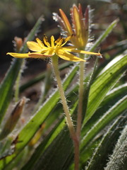 Hypoxis villosa