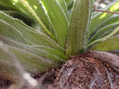 Hypoxis villosa