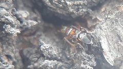 Diversinervus