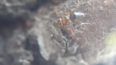 Diversinervus