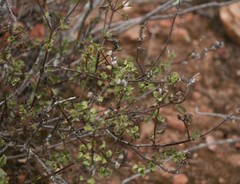 Chascanum cuneifolium