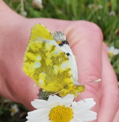 Zegris eupheme