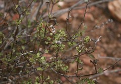 Chascanum cuneifolium