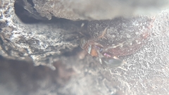 Diversinervus