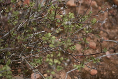 Chascanum cuneifolium