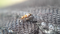 Diversinervus