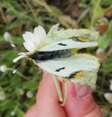 Zegris eupheme