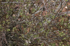 Chascanum cuneifolium