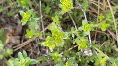 Cruciata