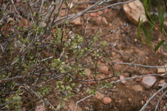 Chascanum cuneifolium