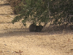 Microcavia australis
