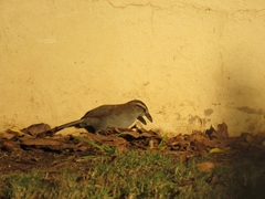 Tchagra tchagra caffrariae