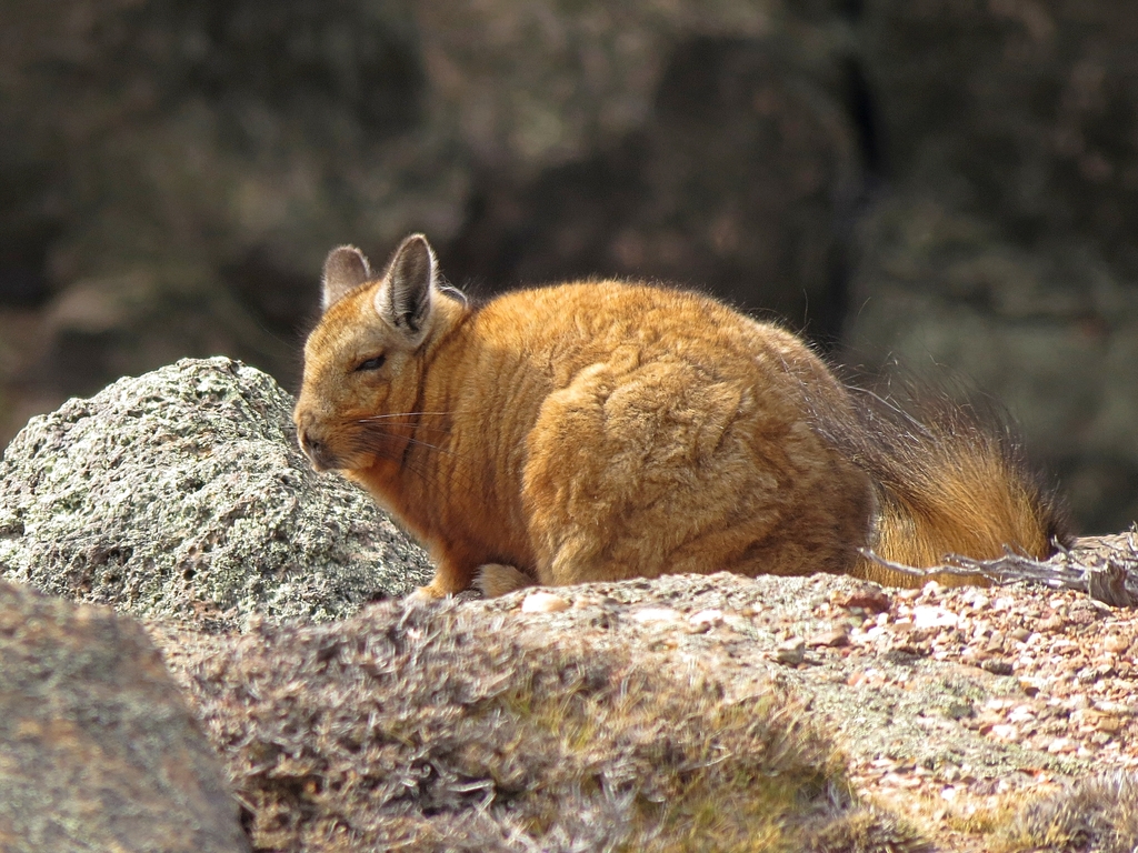 Wolffsohn's Mountain Viscacha