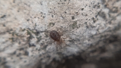 Amaurobioidea