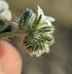 Cryptantha clevelandii