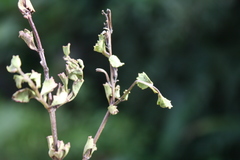 Chascanum cuneifolium