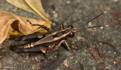 Traulia orientalis
