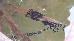 Pelobates fuscus insubricus