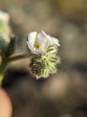 Cryptantha clevelandii