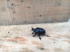 Homocopris torulosus