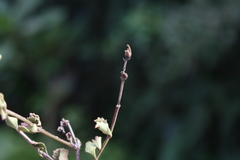 Chascanum cuneifolium