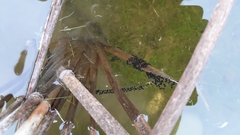 Pelobates fuscus insubricus